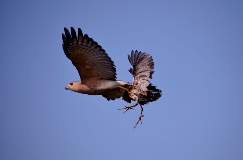 Watch For Raptors Circling Above The Grasslands