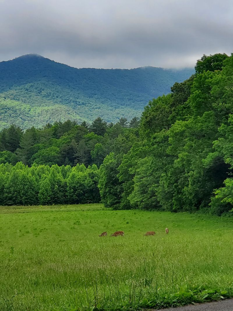 Watch For Wildlife In Valleys And Along Forest Roads