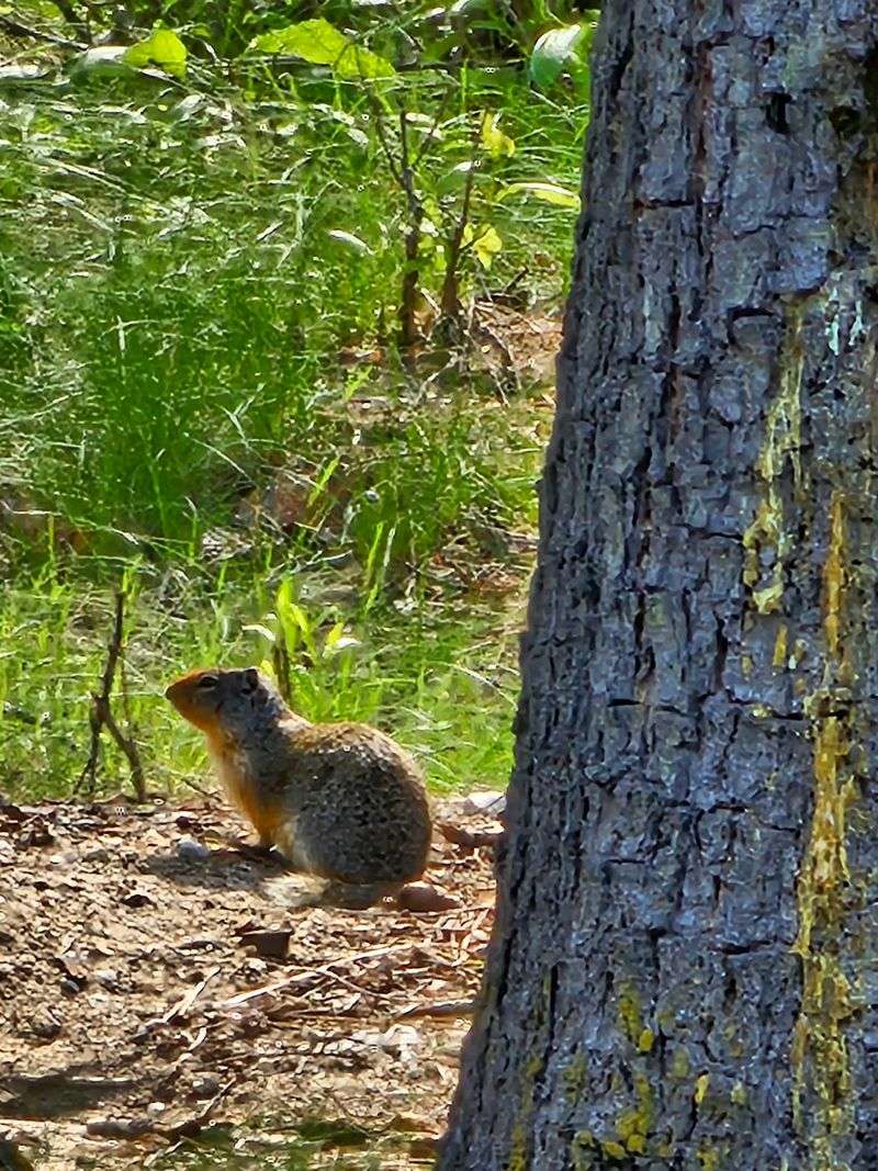Wildlife Watching Without Binoculars