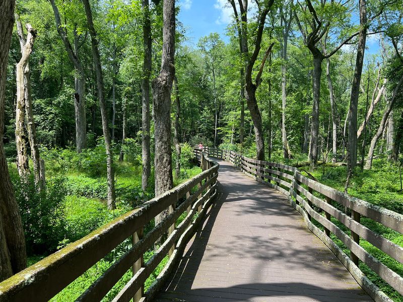 Forget The Beach For A Day And Explore These 8 Delaware Trails Instead - Decor Hint Trap Pond State Park, Laurel