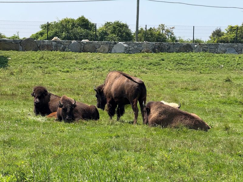 Safari Roads Bring Bison, Yaks, And Emus Into View