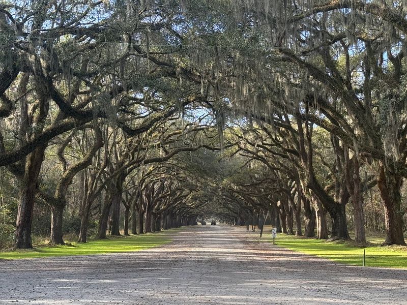 These 11 Abandoned Ruins Offer Great Historical Exploring In Georgia - Decor Hint Wormsloe State Historic Site, Savannah