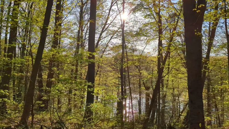 A Peaceful Start Beneath The Trees