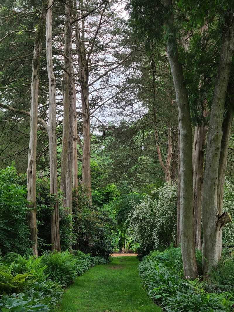 Champion Trees Tower Above The Historic Landscape