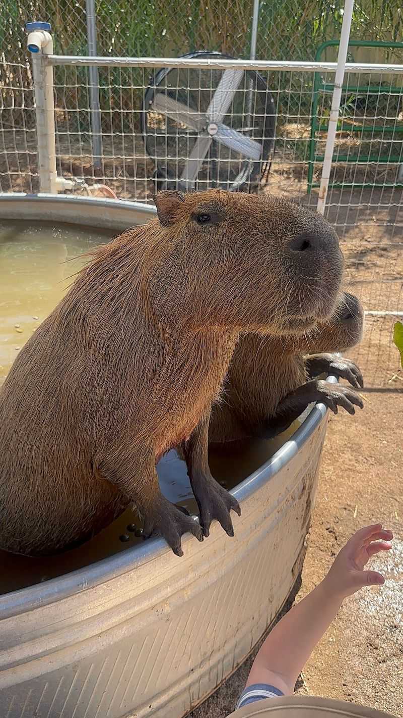 Capybaras, The Stars Of The Show
