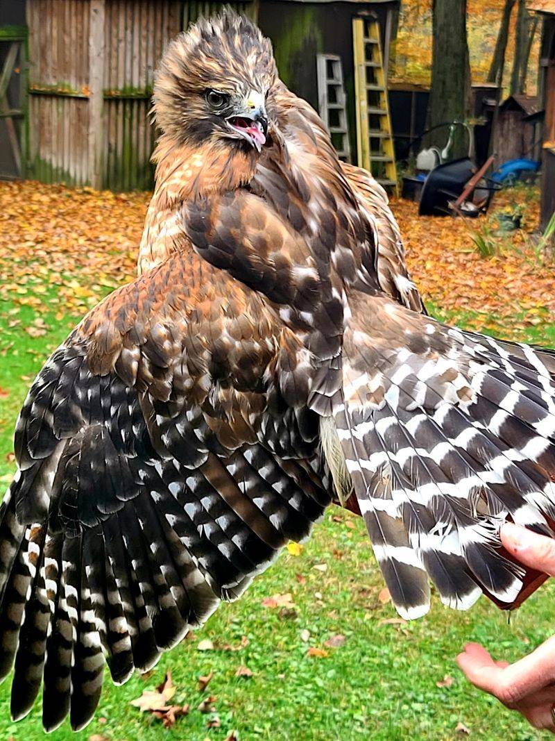 Avian Wildlife Center, Wantage