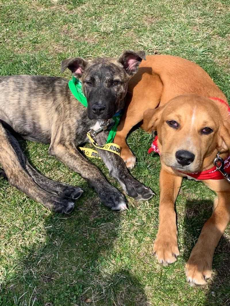 Where The Love Is Animal Rescue, Hamden