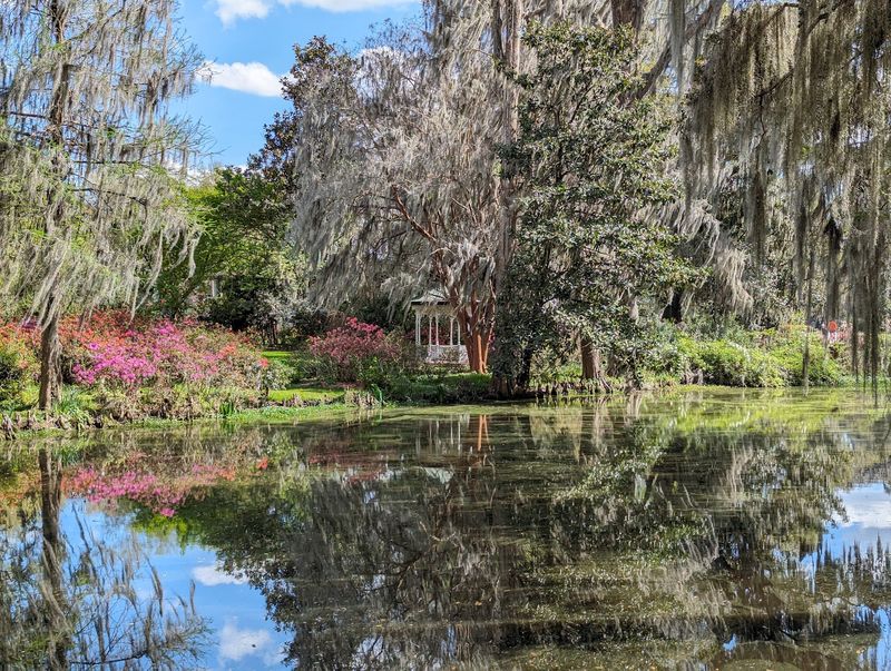 Azaleas And Camellias Steal Spring