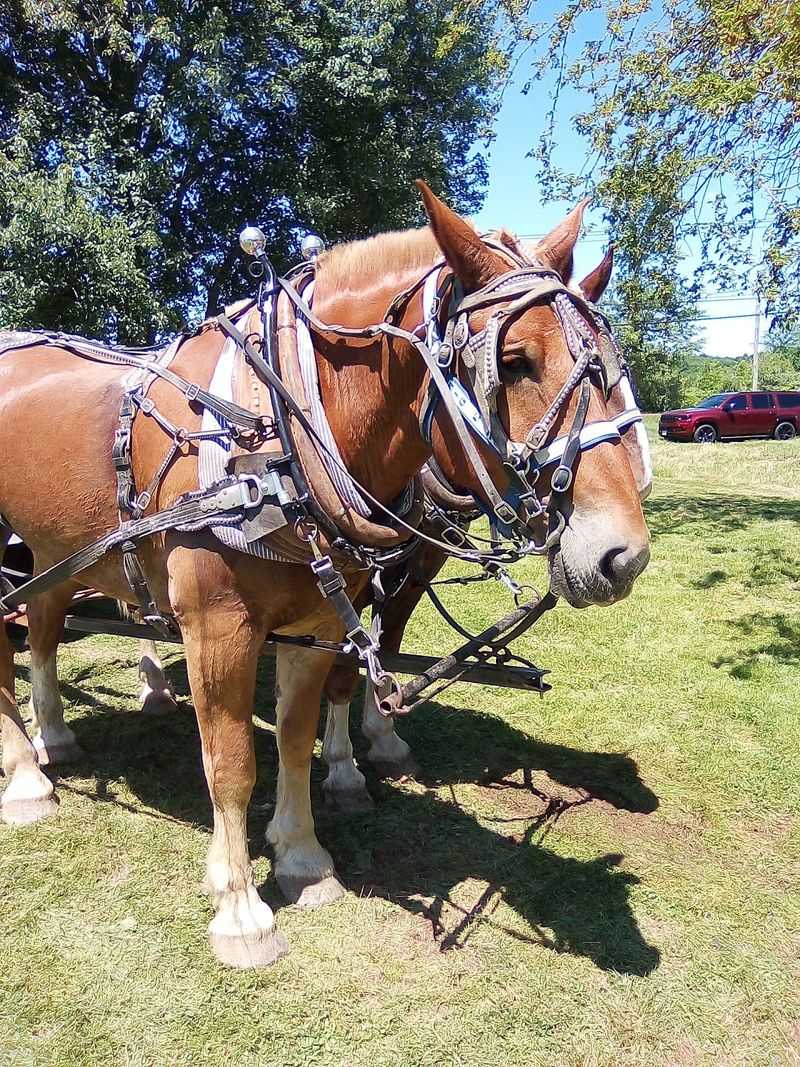 A Connecticut Country Fair That Packs Three Days Of Old-Fashioned Fun Into The End Of August - Decor Hint Livestock Shows Keep Its Agricultural Roots Front And Center