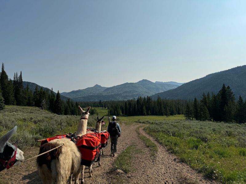 This Idaho Llama Ranch Lets You Take Your Own Pack Llama On A Wild Mountain Hike - Decor Hint Plan A Longer Escape With Multiple Llamas And Camping Gear