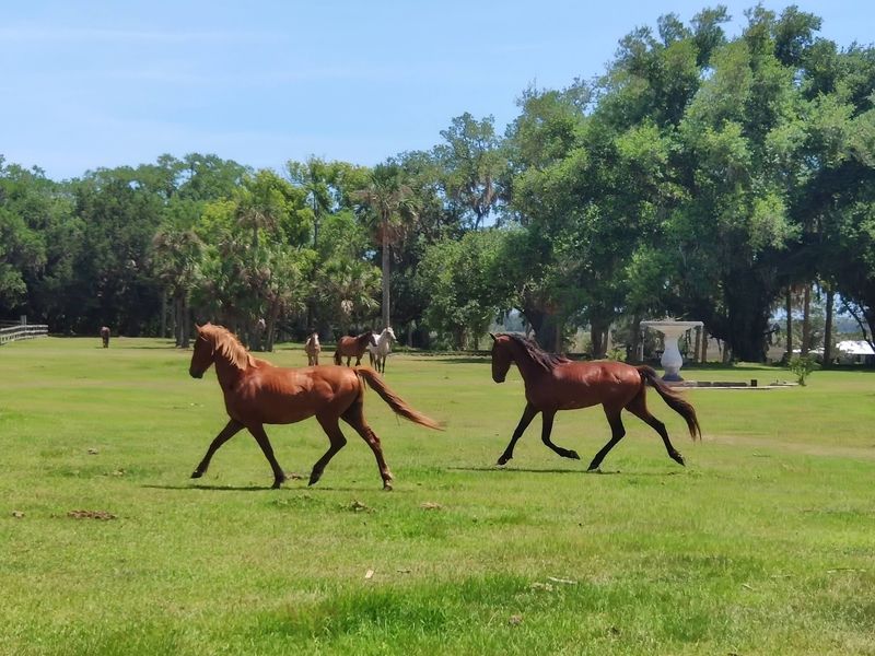 Wild Horses Grazing On Old Lawns