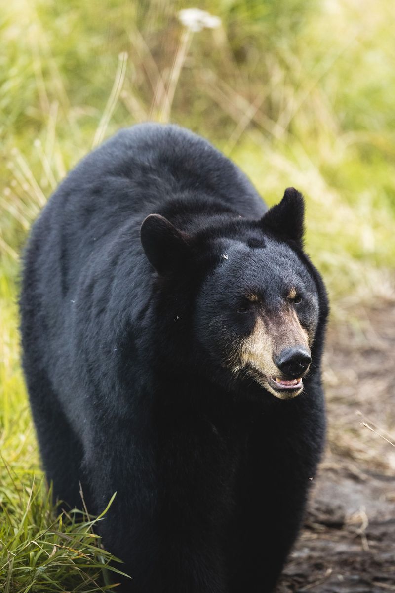 Remember That A Curious Bear Can Become A Repeat Visitor Fast