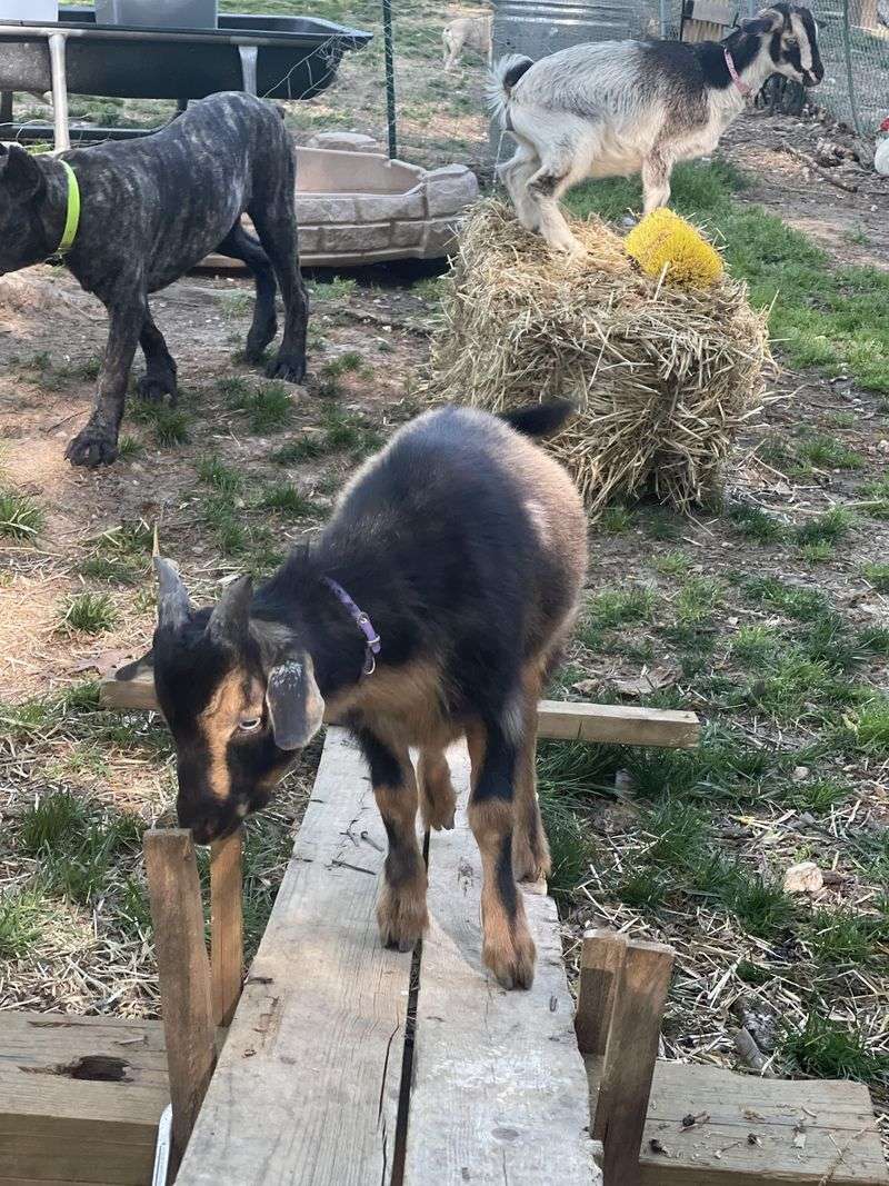 Cuddle Sessions With Goats, Cows, And Mini Donkeys