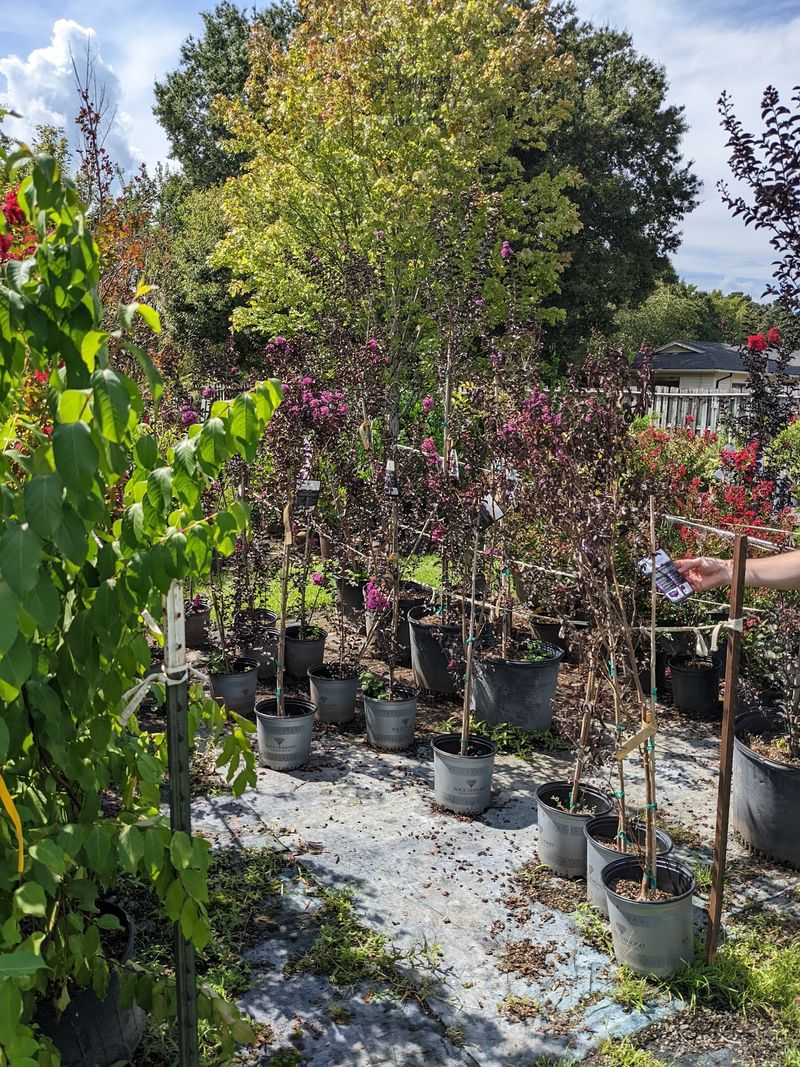 You Can Find Trees And Shrubs Without Paying Boutique Nursery Prices