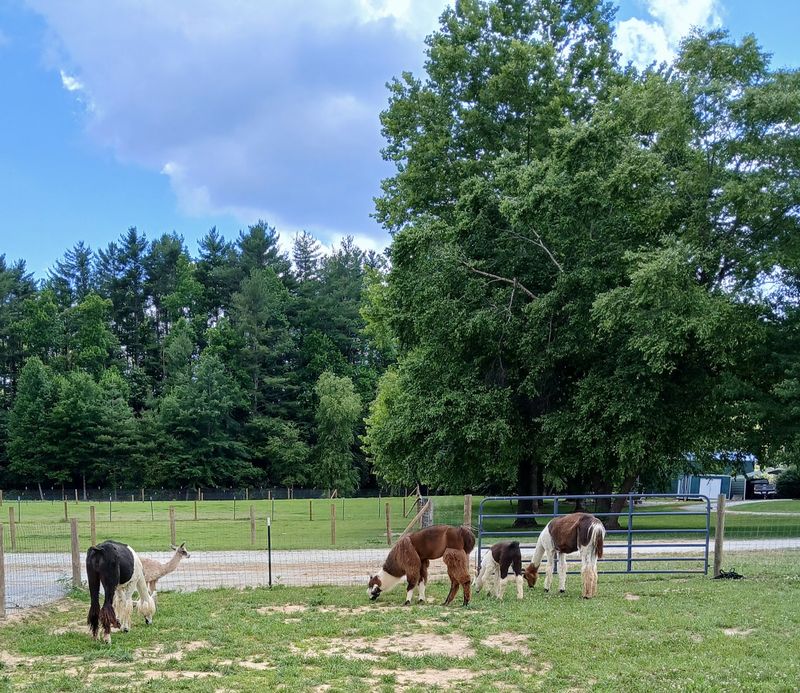 Learn How To Walk Beside A Llama Before You Hit The Trail