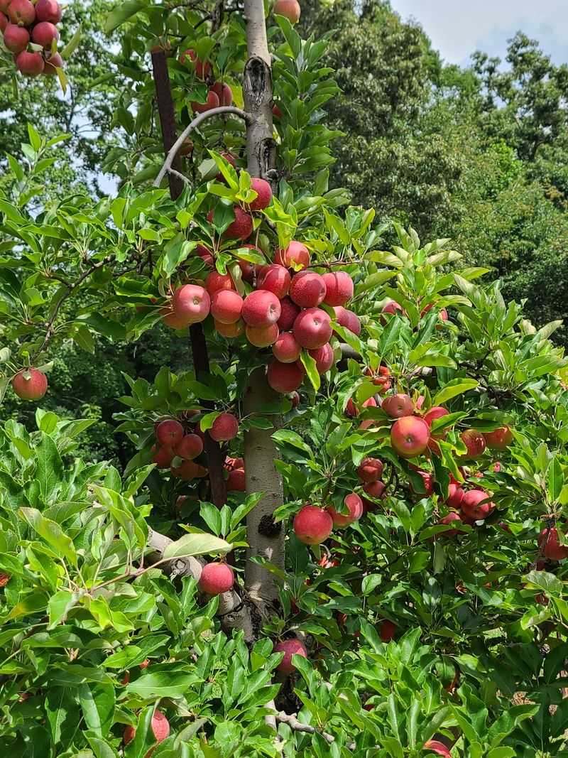 Apple Hill Orchard & Cider Mill, Morganton