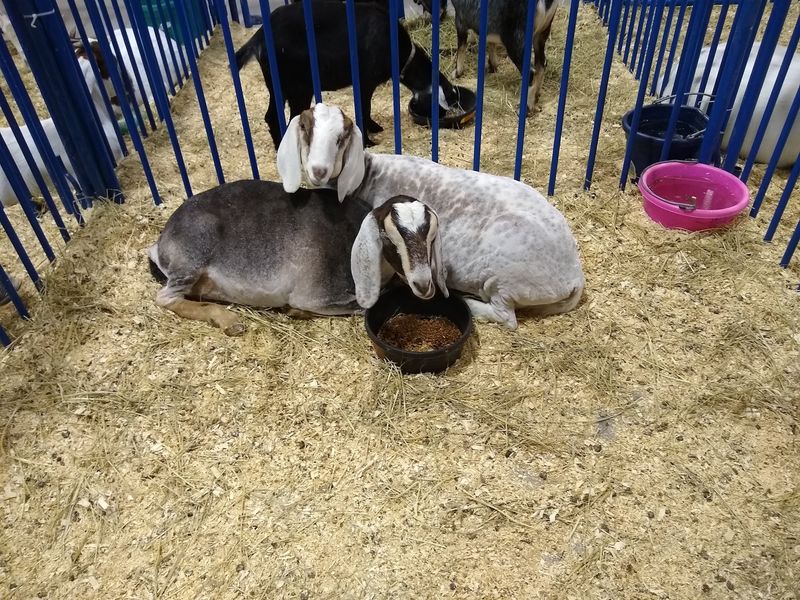 4-H And Open Class Exhibits