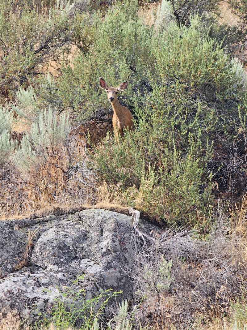 Elk Habitat Adds A Wild Side To The Rolling Hills