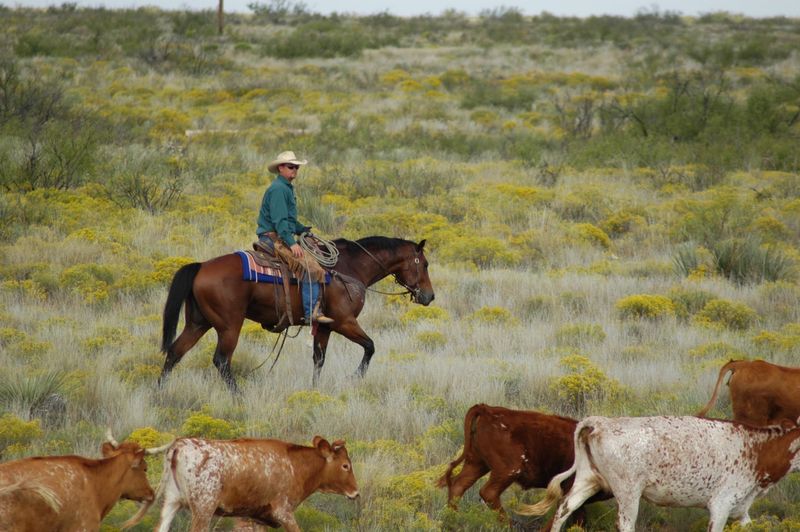 Lovington