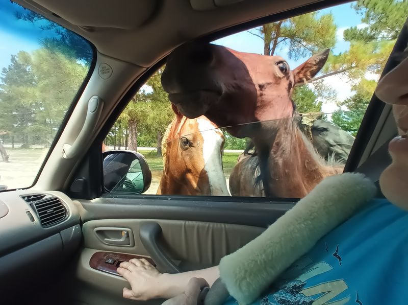This Kentucky Mountaintop Has Free Roaming Horses And Nobody Talks About It - Decor Hint Best Times Of Year To Make The Trip