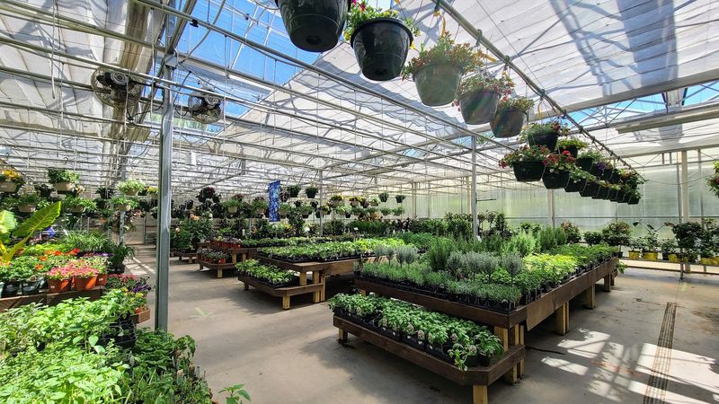 Perennials That Come Back Without Asking