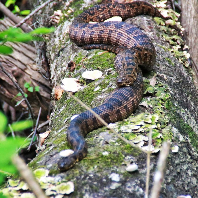 This South Carolina Swamp Tour Takes You Into A World Of Snakes And More - Decor Hint Wildlife Encounters