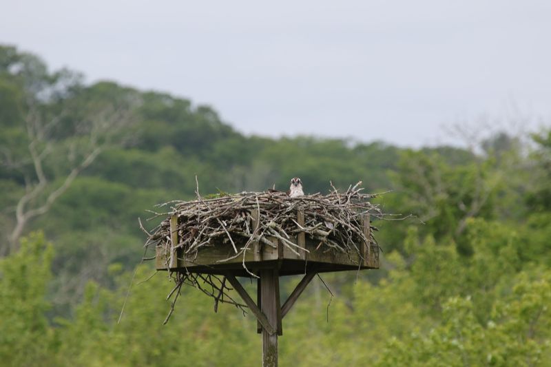 Eagle Watching Turns Winter Into A Reason To Visit