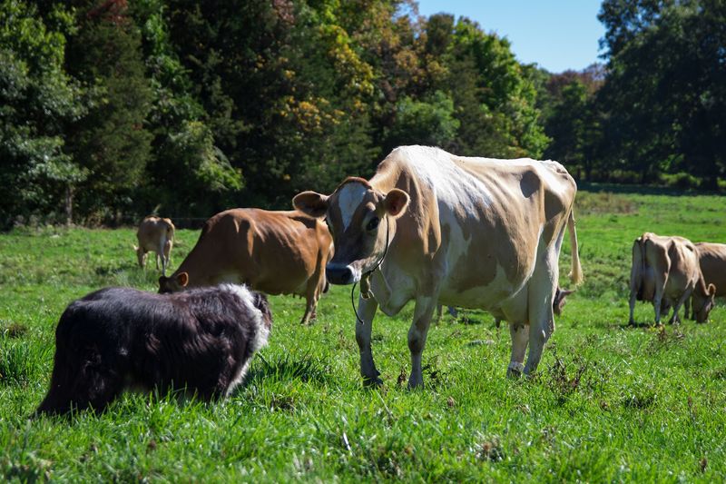 Jersey Cows Make The Milk Behind It All