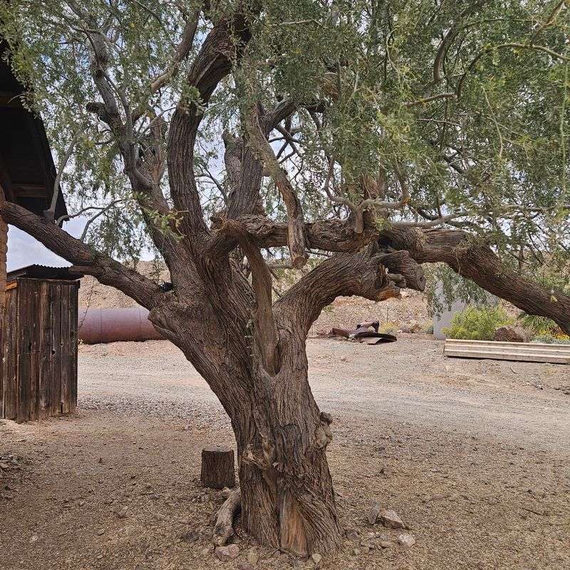 The Ironwood Tree Everyone Asks About