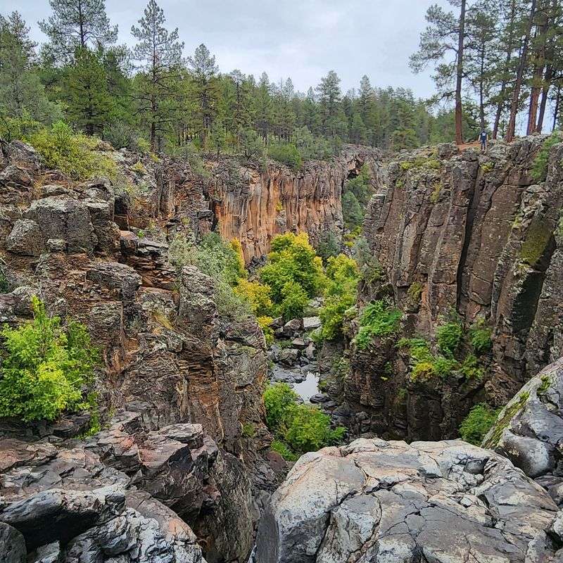 Kaibab National Forest 