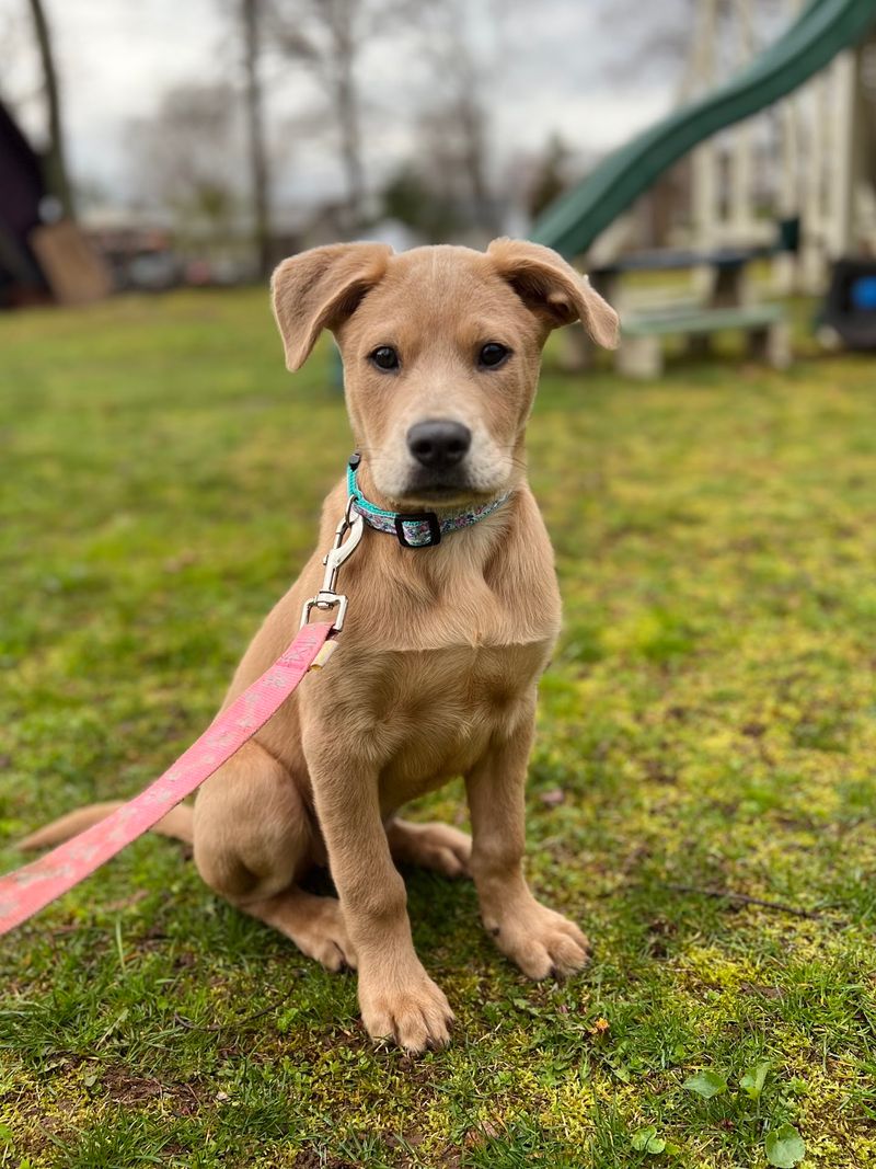 Dogs Leave Healthy, Vaccinated, And Ready
