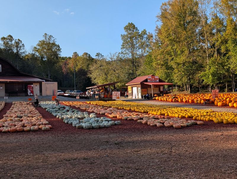 Twenty Plus Pumpkin Varieties In Neat Orange Rows