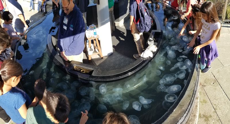 Feed The Moon Jellies On Select Days