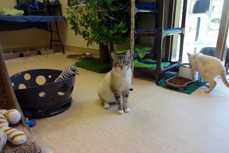 Volunteers Keep The Purrs Going