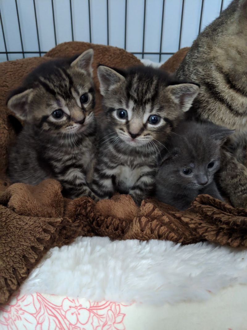 Kittens And Adult Cats Waiting For New Homes