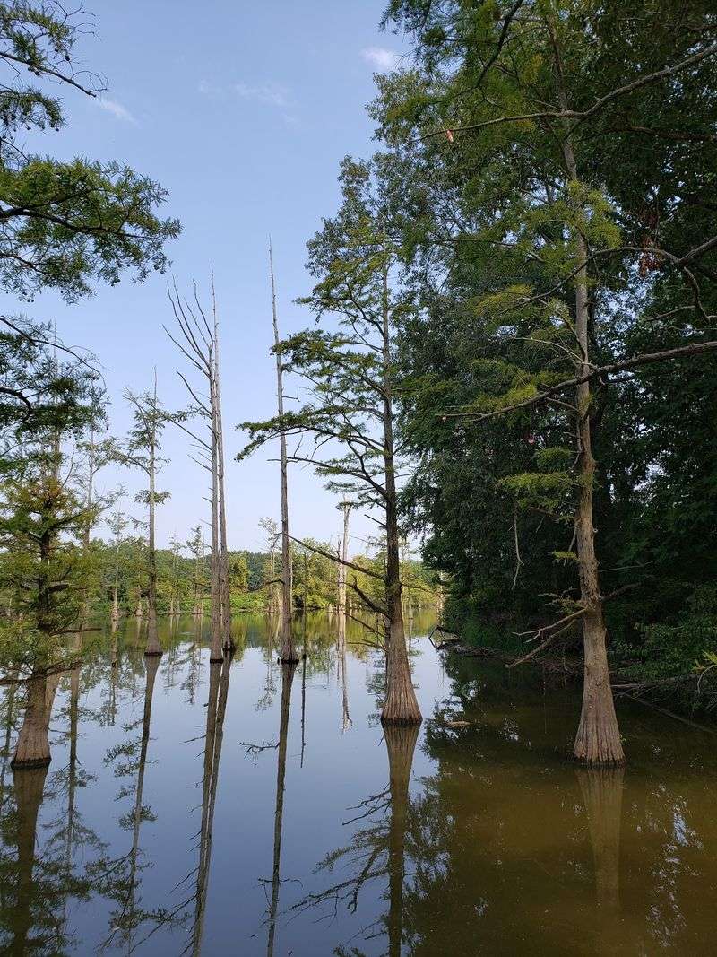 The Gorgeous 40-Mile Kentucky Scenic Drive Locals Say Beats Meditation - Decor Hint Wetlands, Wildlife, And Very Patient Herons