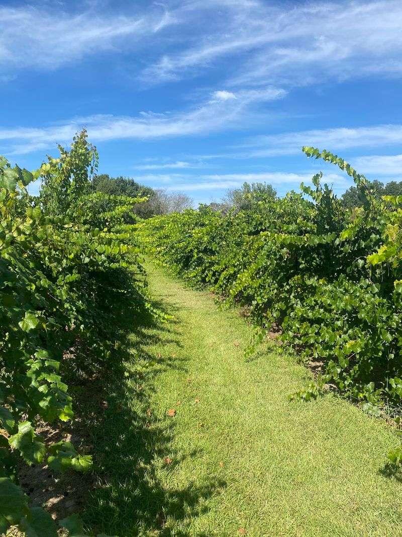 9 North Carolina Farms Where You Can Pick Or Find Fresh Figs This August - Decor Hint Ronnie's Berry Farm