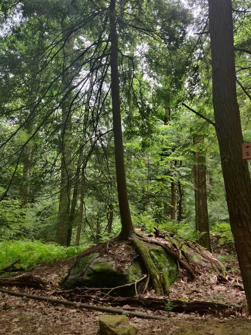 Allegheny National Forest Minister Creek Trail, Clarendon