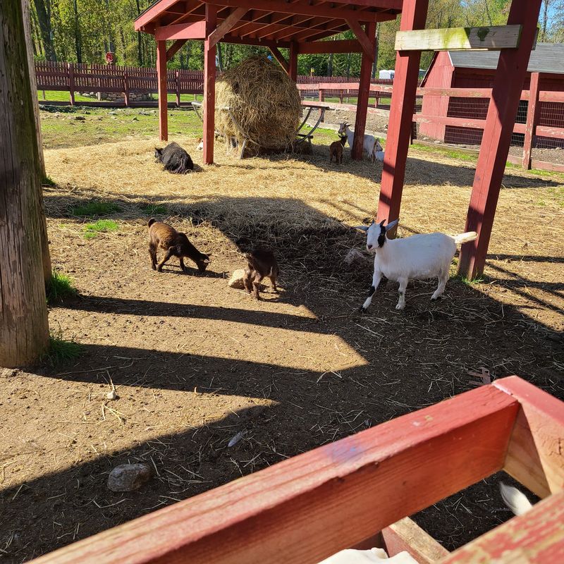 The Animal Farm Is A Hit With Families