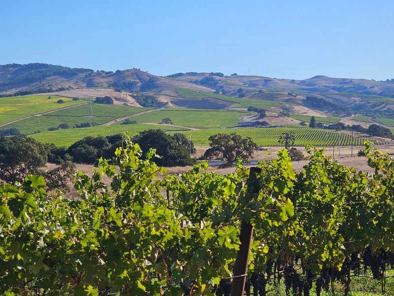 Silverado Trail, Napa to Calistoga