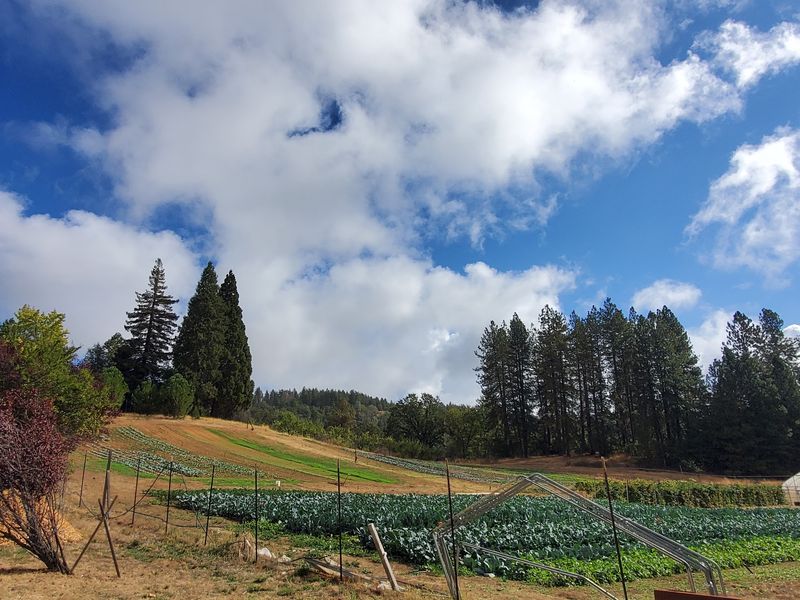 Highway 50 Through Apple Hill, Placerville to South Lake Tahoe