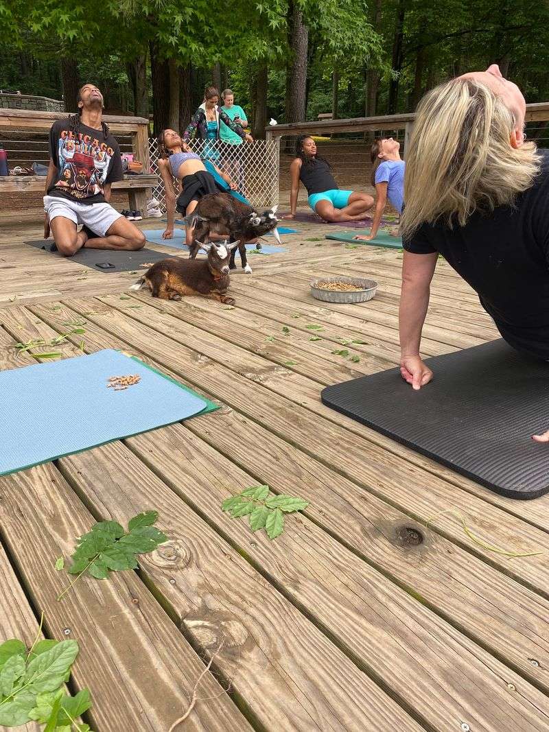 A Wellness Mission Built On Happy Animals