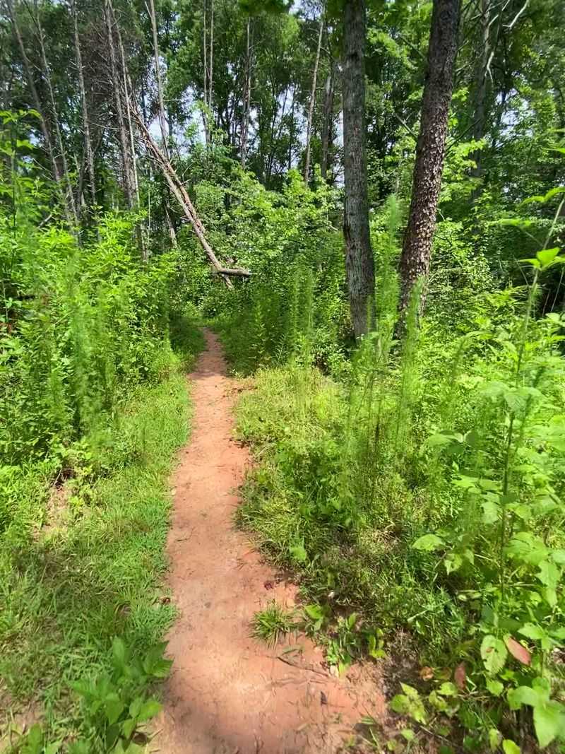 Bean Shoals Trails, Pilot Mountain State Park, Pinnacle