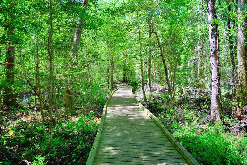 10 Quiet North Carolina Hikes To Escape The August Crowds In 2026 - Decor Hint Bull Boulevard, Dismal Swamp State Park, South Mills