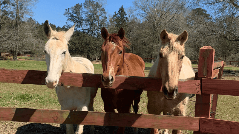 Farm Animals Turn Out To Be The Real Highlight