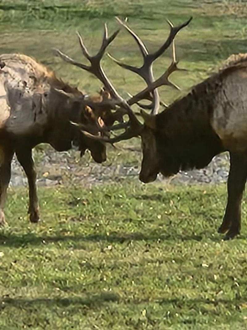This Kentucky Mountaintop Has Free Roaming Horses And Nobody Talks About It - Decor Hint Elk Sightings That Steal The Show