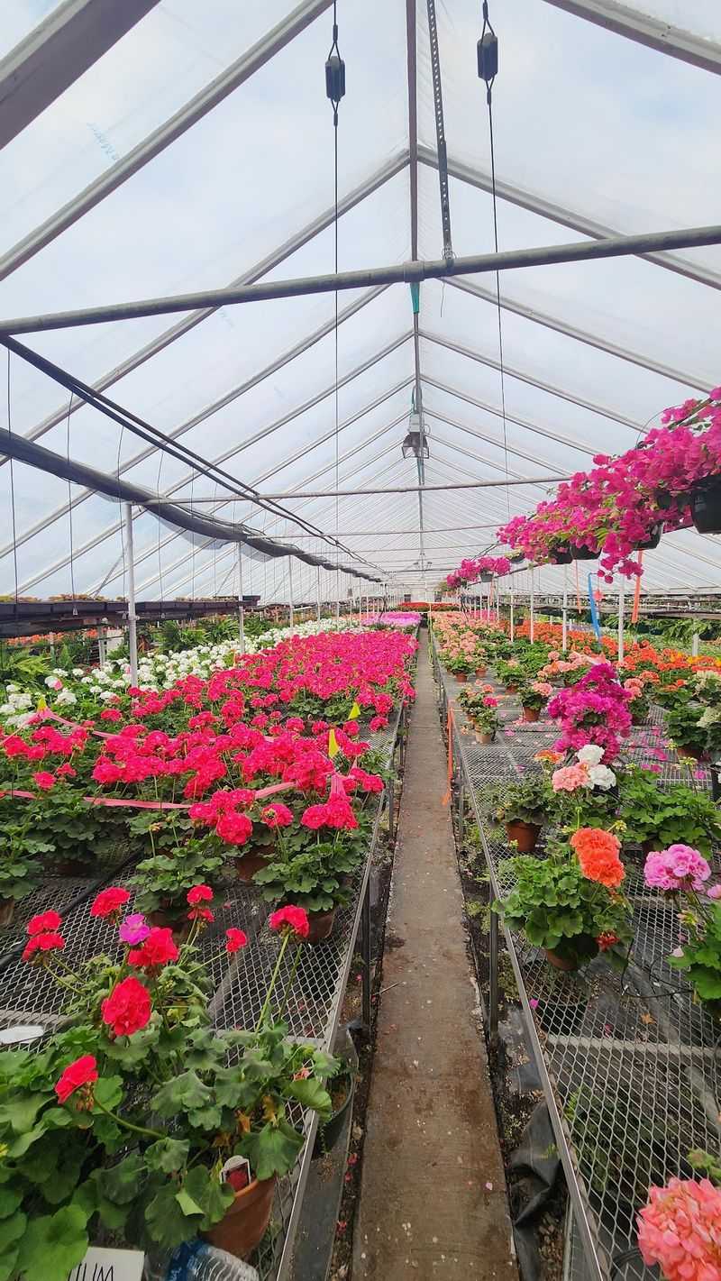 Hanging Baskets Built For Instant Curb Appeal