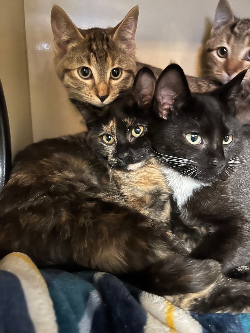 Catios, Towers, And Sunny Perches