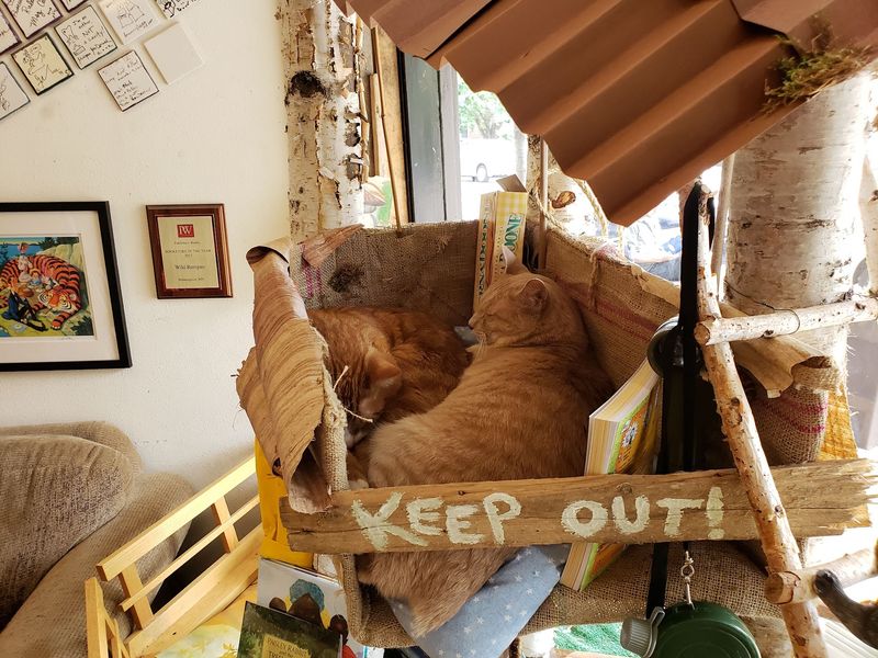 Discover Priceless Literary Finds At This Little-Known Minnesota Bookstore - Decor Hint Chickens, Cats, And Chinchillas