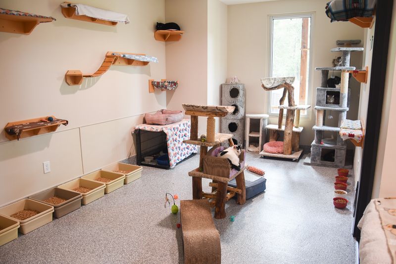 Kids Can Volunteer, And Even Read To Cats